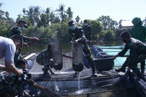 Manfaatkan Danau Terbengkalai, TNI Budidaya Ikan Lele