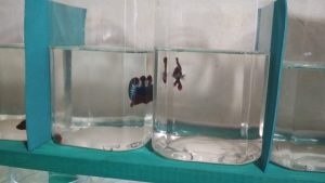 Budidaya Ikan Cupang, Hobi Mendatangkan Pundi Rupiah