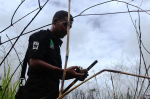 Muslem salah seorang Relawan TPFF menunjukkan kotoran gajah di Savana Bukit Payalah, Desa Karang Ampar-Bergang